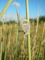 MCS031 Echinargus isola.jpg