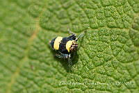 ZAPF0505 Insecta.jpg