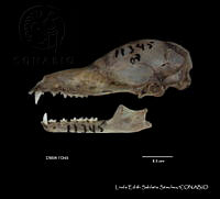 LESS 0033 Leptonycteris yerbabuenae.JPG