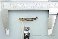 LFMG273 Gymneleotris seminuda.jpg