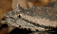 ECA0251 Mixcoatlus melanurus.jpg