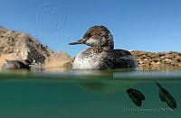 EGS05 Podiceps sp..jpg