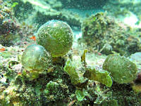 BDP0215 Valonia ventricosa.jpg