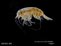 ME006 Z 0413 Lestrigonus schoemakeri - Bowman, 1973.jpg
