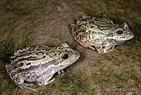 VHL0518 Smilisca fodiens.jpg