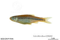 ME006 Peces 025 Cyprinella rutila.jpg