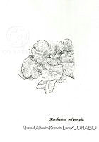 MARL0434 Marchantia polymorpha.jpg