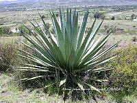 AJGM0322 Agave peacockii.JPG