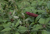 IMDOC4006 Phytolacca bogotensis.jpg