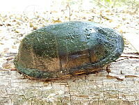 AMVDH 0241 Kinosternon integrum.JPG