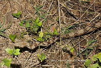 JCC0319 Boa imperator.JPG