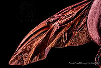 APO02 Coleoptera.JPG