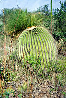 FGM2355 Echinocactus platyacanthus.JPG
