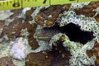 SMM015 Gymnothorax miliaris.jpg