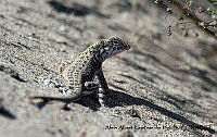 AAKVDH 0400 Callisaurus draconoides.JPG