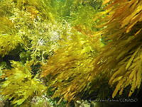 RYP0186 Eisenia desmarestioides.jpg