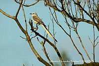 MHS0061 Tyrannus forficatus.JPG