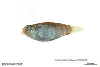 ME006 Peces 055 Garmanella pulchra.jpg