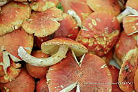 IMDOC Hong 0215 Amanita caesarea.jpg