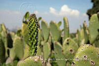 IMDOC4263 Opuntia sp..jpg