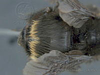 JAMR015 Bombus vosnesenskii.jpg
