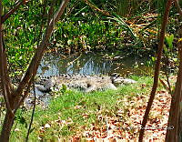 TE001 0295 Crocodylus acutus.jpg