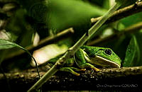 OON01 Agalychnis dacnicolor.jpg