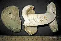 RGO0410 Russula virescens.JPG