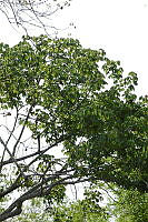 MDLLPG0030 Cochlospermum vitifolium.jpg
