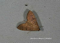 JBV051 Udea rubigalis.JPG