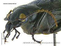 ZJJG0142 Calosoma alternans.jpg