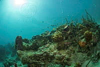 IDG1622 Scarus iseri.jpg