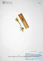 JMFM013 Corydalis aurea.JPG