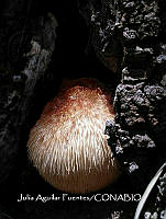 MN6TL0012 Hericium erinaceus.jpg