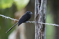 IMDOC1700 Crotophaga sulcirostris.jpg