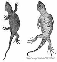 SSS0010 Xenosaurus grandis subsp. grandis.JPG