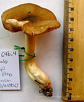 CBA0088 Entoloma sinuatum.JPG