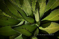 FBA0787 Agave cupreata.jpg