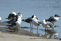 AAKVDH 0038 Leucophaeus atricilla.JPG