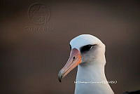 IDG Nat 0039 Phoebastria immutabilis.jpg