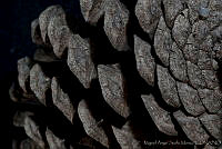 MASM03170 Pinus arizonica var. stormiae.jpg