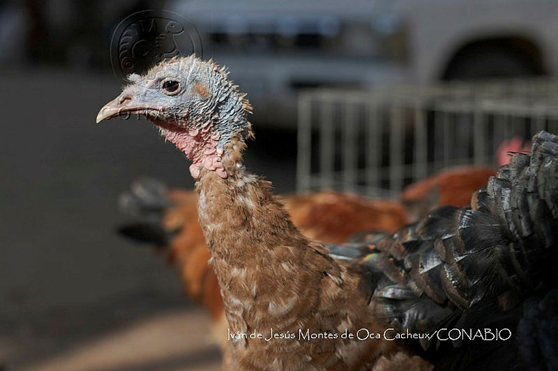 IMDOC3988%20Meleagris%20gallopavo.jpg.jiet9pn7MTWJtY1jQA3g0JtbmFja29CbnFuZ3NAbXJ6LGtwZwA.HF5BiTrt8W