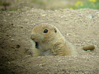 TMRP0010 Cynomys mexicanus.jpg