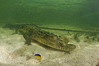 IDG0573 Crocodylus acutus.jpg