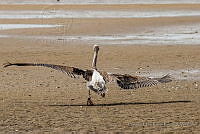 CERR01 Pelecanus occidentalis.JPG