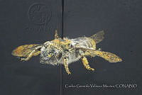 CGVM1206 Megachile sp A.jpg
