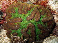 HBB0335 Mycetophyllia lamarckiana.jpg