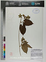 JAdNV0137 Matelea reticulata.JPG