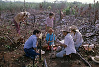 EHX0336 Zea mays.JPG