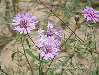 CAGM 0020 Palafoxia sphacelata.jpg